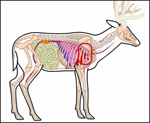 Name:  deer anatomy 2.jpg
Views: 166
Size:  49.8 KB