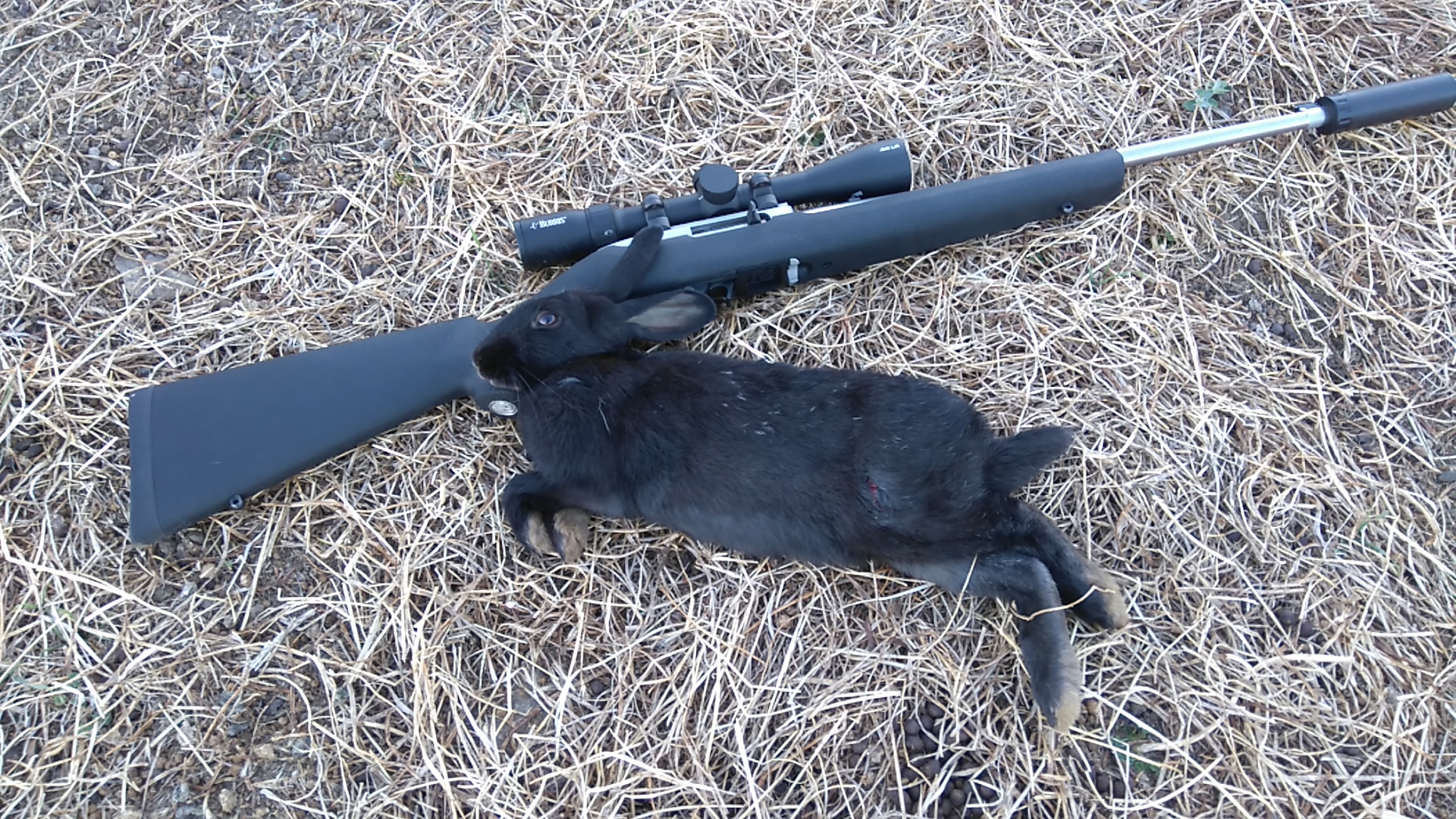 Name:  black rabbit and ruger.JPG
Views: 361
Size:  1.59 MB