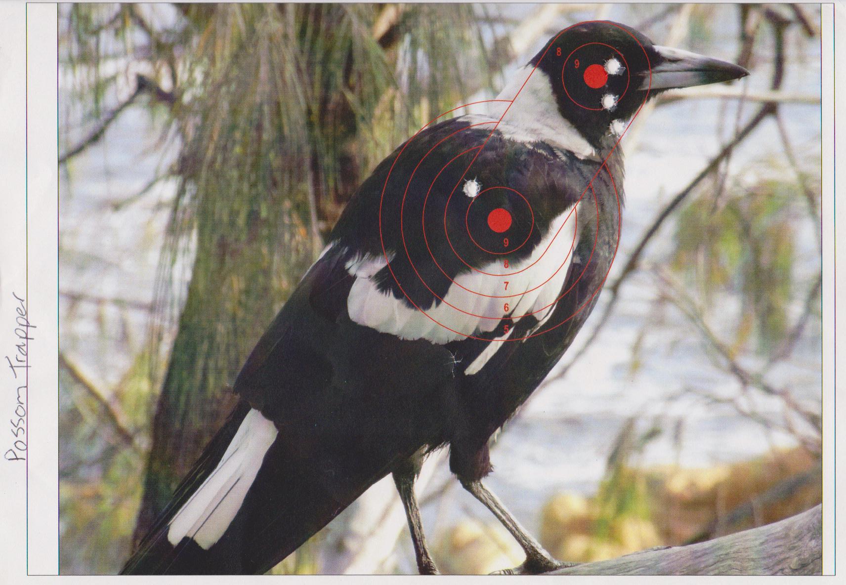 Name:  Target possom trappers magpie.jpg
Views: 330
Size:  288.5 KB