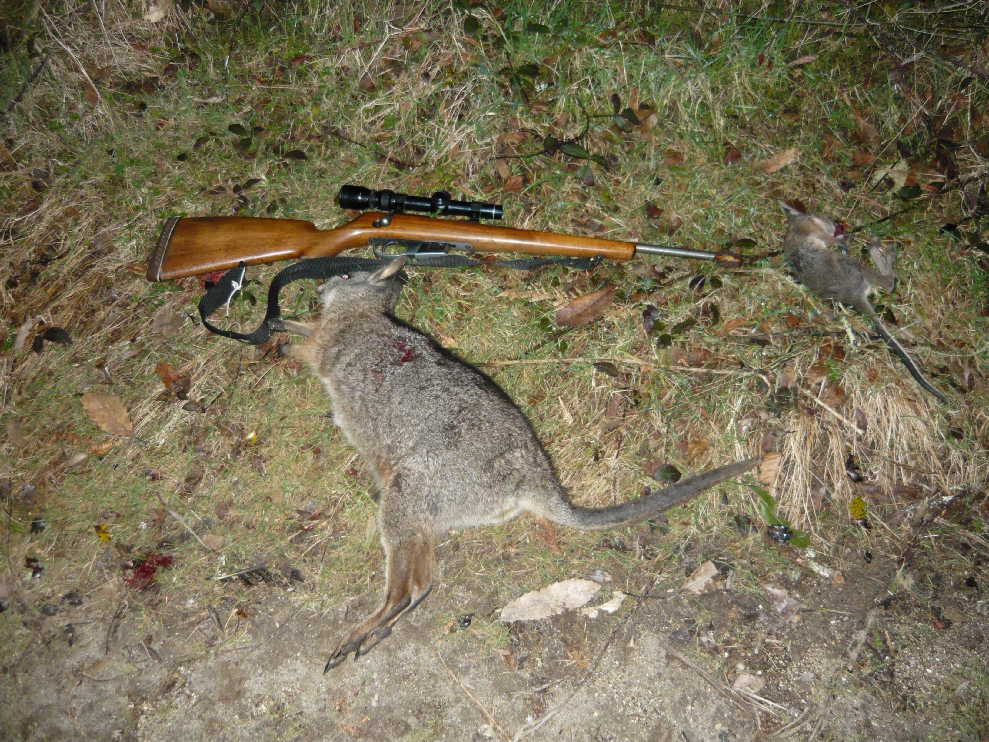 Name:  Wallaby with the 22 KHornet Rotoehu.JPG
Views: 1139
Size:  3.65 MB