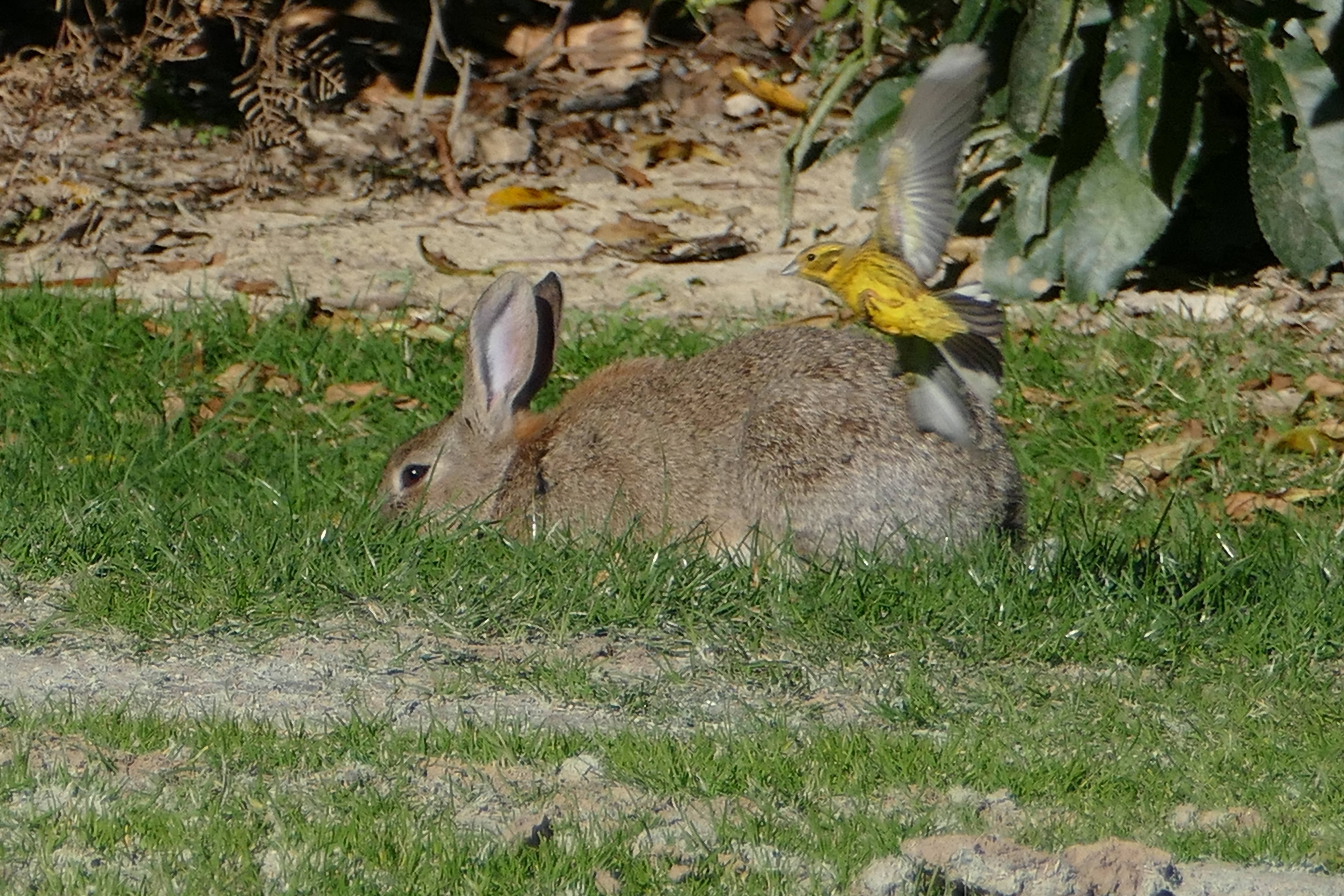 Name:  bird on rabbit.JPG
Views: 503
Size:  6.43 MB