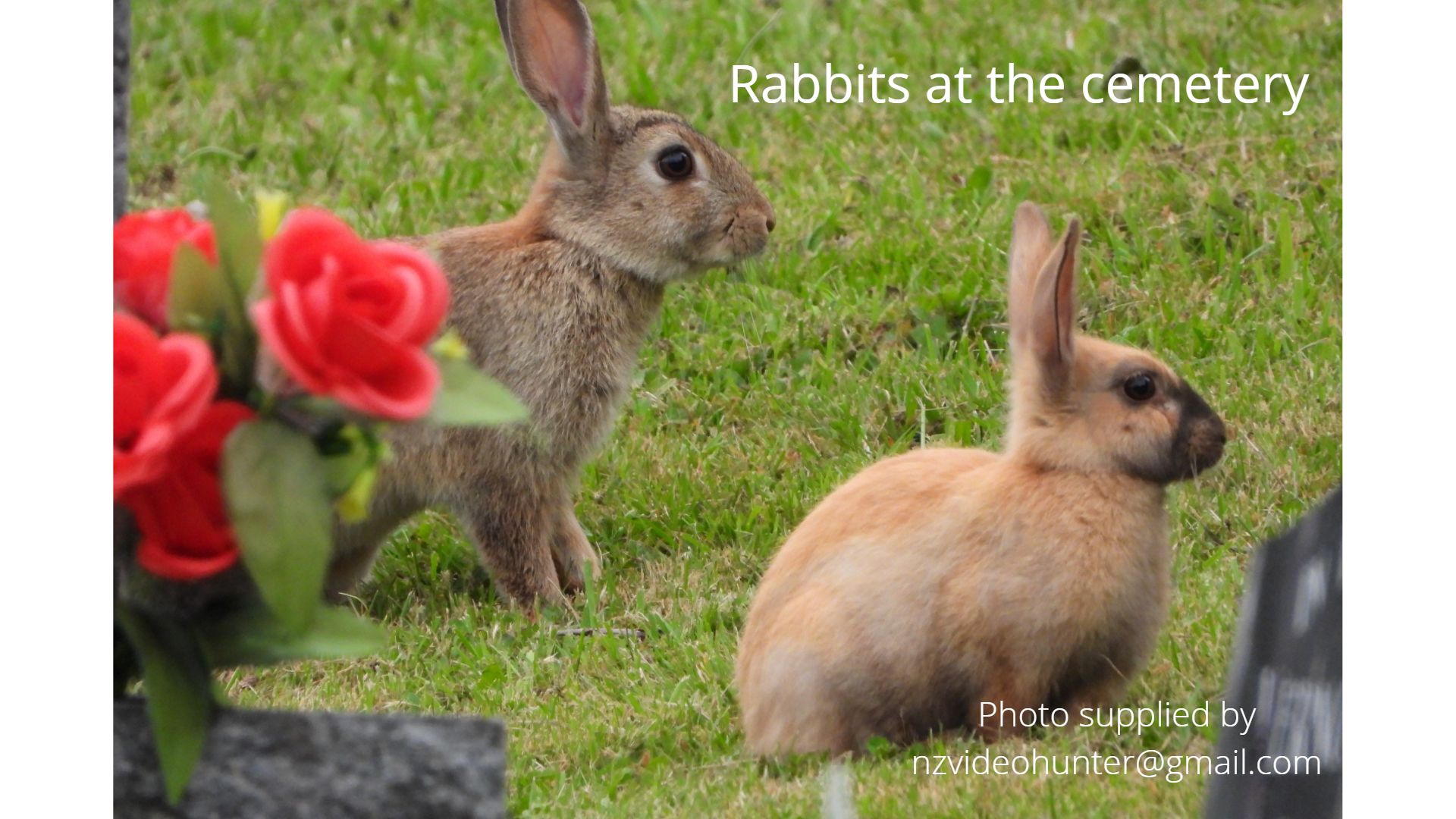 Name:  Orange rabbit.jpg
Views: 392
Size:  257.7 KB