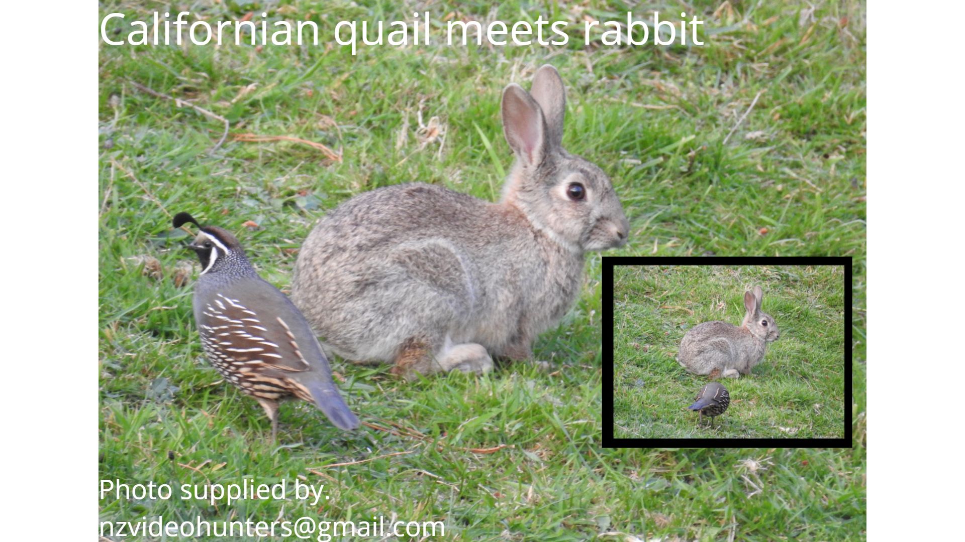 Name:  Califorian quail meets rabbit.jpg
Views: 275
Size:  326.6 KB