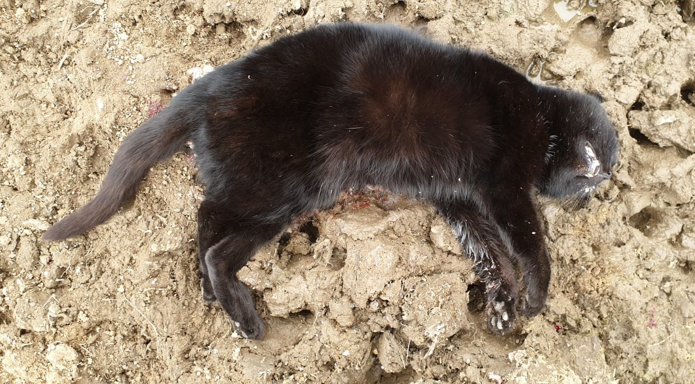 Name:  Black cat 20230622.jpg
Views: 264
Size:  449.3 KB