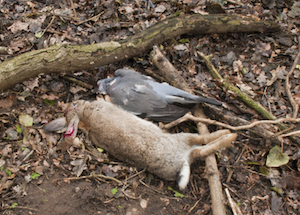 Name:  rabbit-woodpigeon-airgun-hunted.png
Views: 57
Size:  175.2 KB