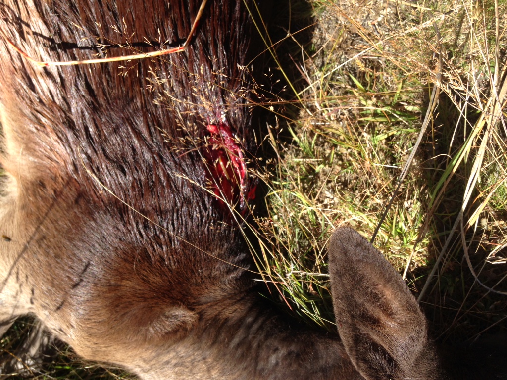 Name:  155TMK on Fallow deer.jpeg
Views: 657
Size:  471.4 KB