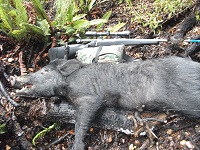 Name:  Bushstalking boar 002.JPG
Views: 450
Size:  102.9 KB