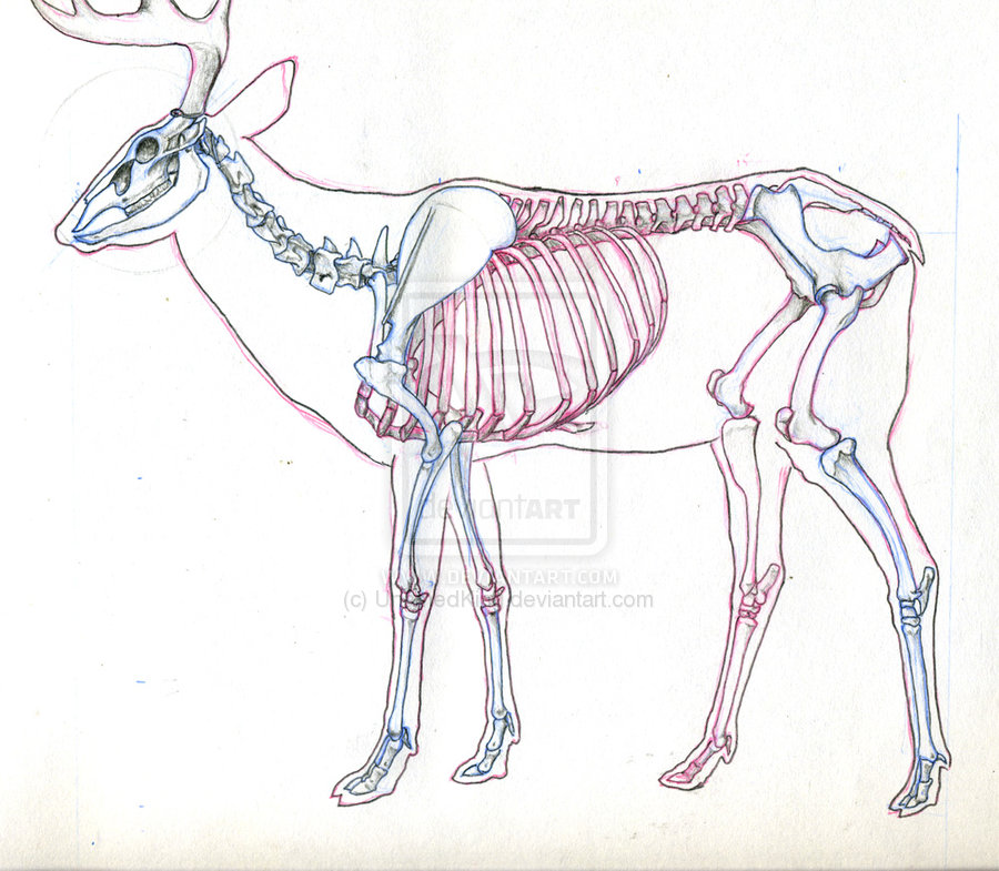 Name:  Deer_Skeleton_Study_by_UnamedKing.jpg
Views: 8119
Size:  144.4 KB