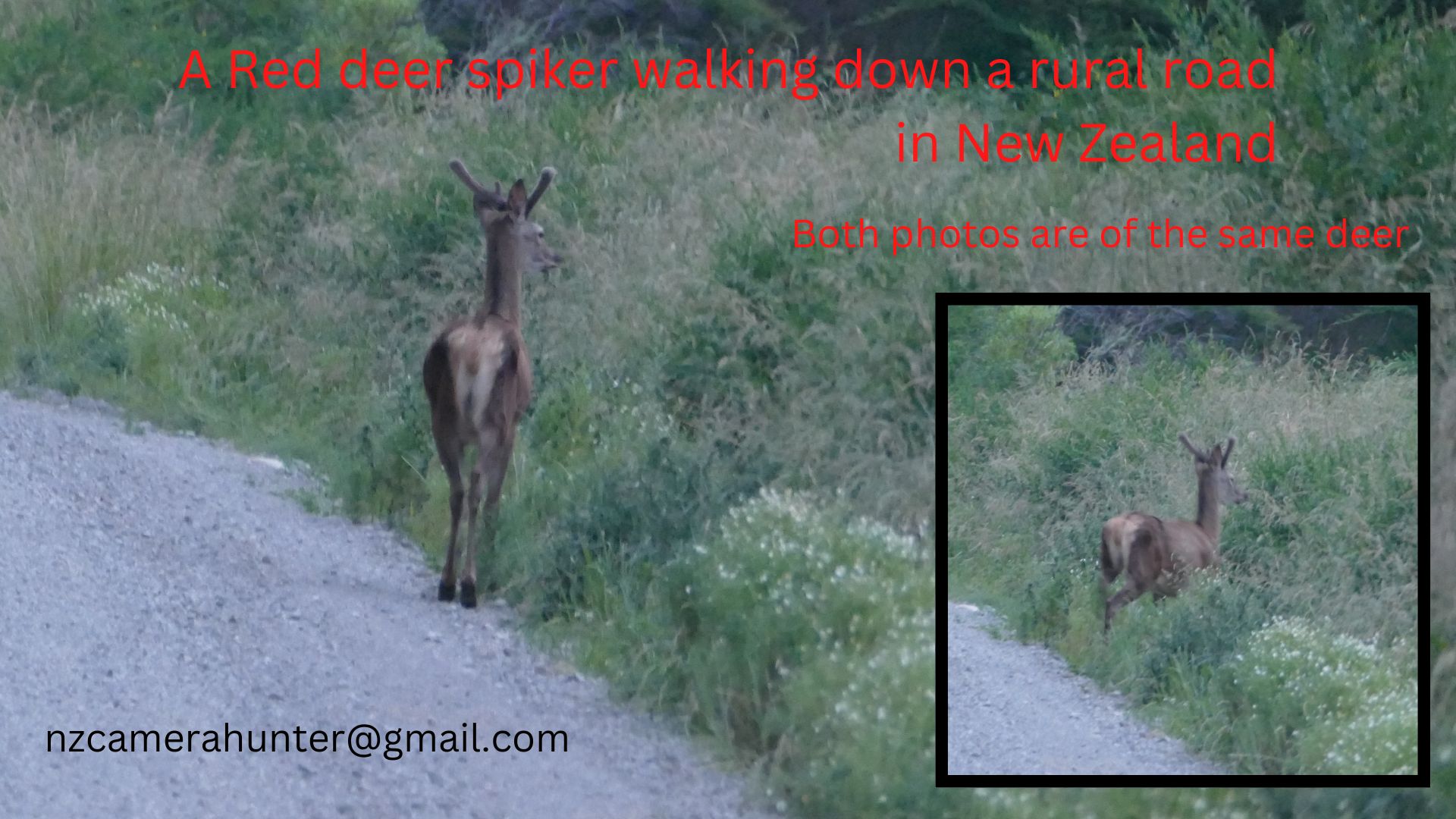 Name:  A Red spiker deer.jpg
Views: 551
Size:  275.7 KB