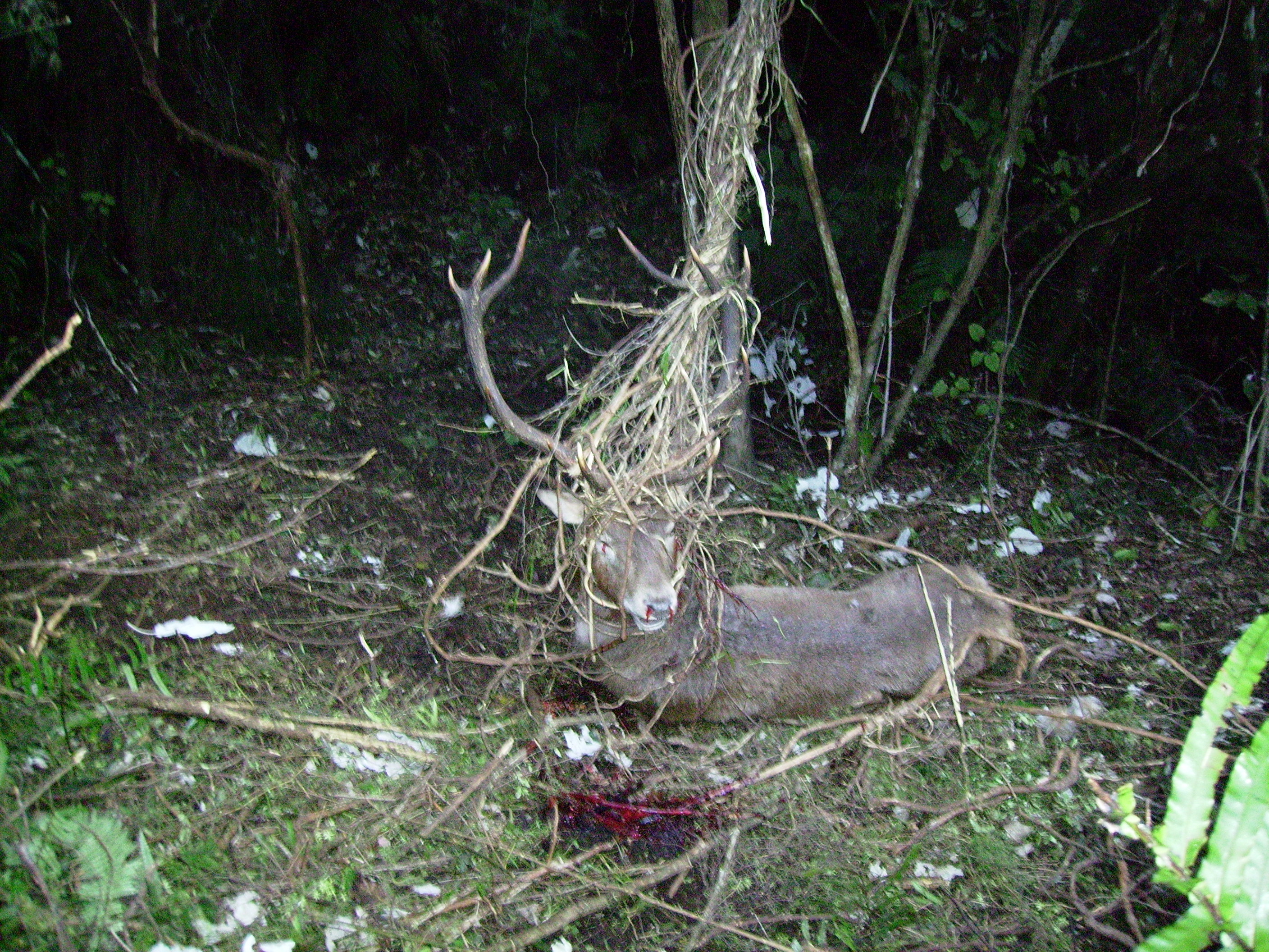 Name:  12 point stag Tihoi 27 july 06 001.jpg
Views: 1023
Size:  2.45 MB