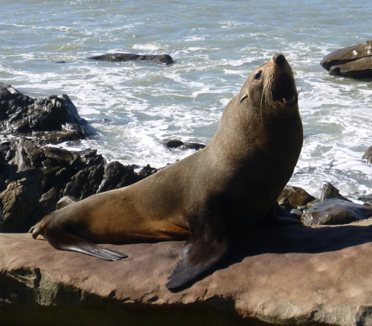 Name:  Seal.JPG
Views: 732
Size:  278.5 KB
