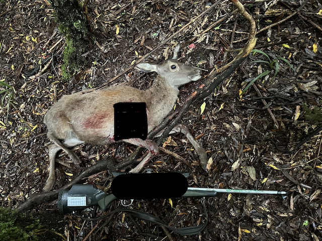 Name:  small deer w gun blk 640b.jpeg
Views: 772
Size:  474.9 KB