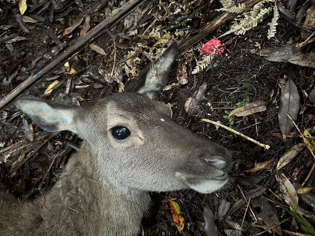 Name:  Small deer head 640.jpeg
Views: 759
Size:  547.7 KB