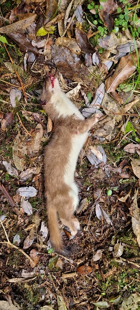 Name:  30 Stoat, Raparapawai Stream, Ruahine's.jpg
Views: 506
Size:  159.6 KB