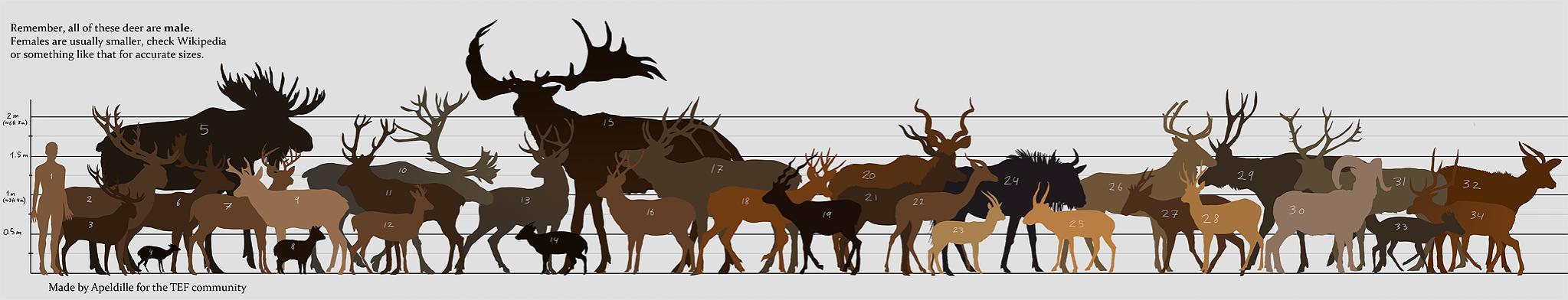 Name:  deer sizes.jpg
Views: 150272
Size:  112.1 KB