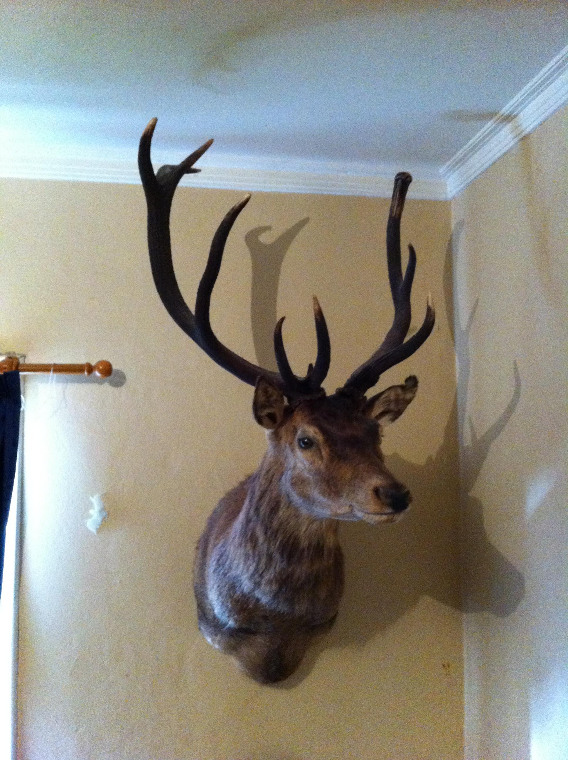 Name:  First stag.jpg
Views: 1324
Size:  693.0 KB