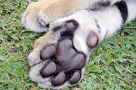 Name:  tigers feet.png
Views: 432
Size:  126.9 KB