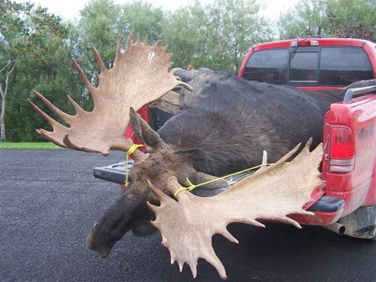 Name:  moose.2.jpg
Views: 876
Size:  37.7 KB