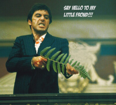 Name:  Scarface - Say Hello to My Little Frond.jpg
Views: 804
Size:  46.1 KB