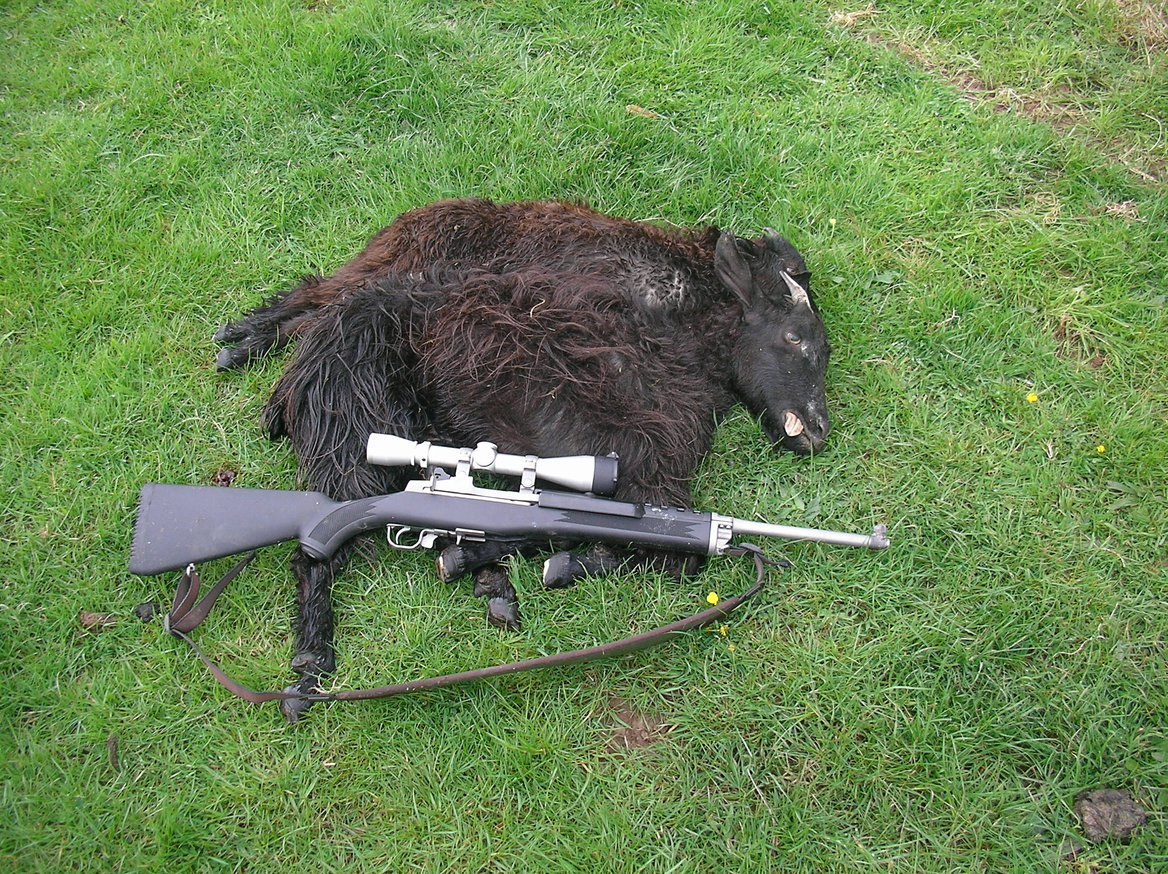 Name:  mini14goat.JPG
Views: 57
Size:  1.05 MB