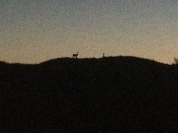 Name:  Night deer.JPG
Views: 413
Size:  23.0 KB