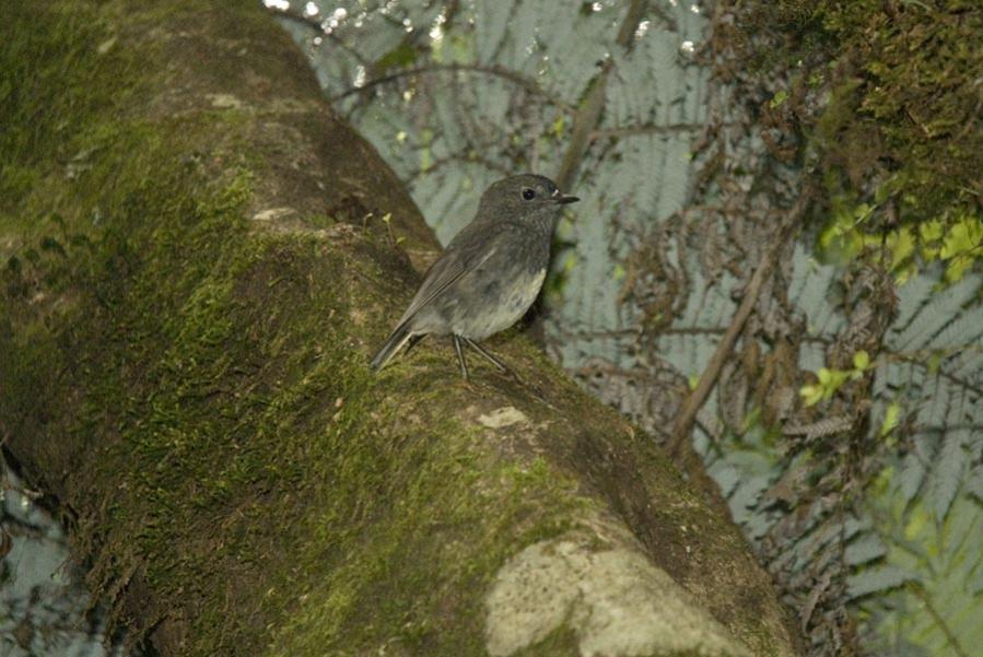 Name:  North Island Robin.jpg
Views: 1061
Size:  90.1 KB