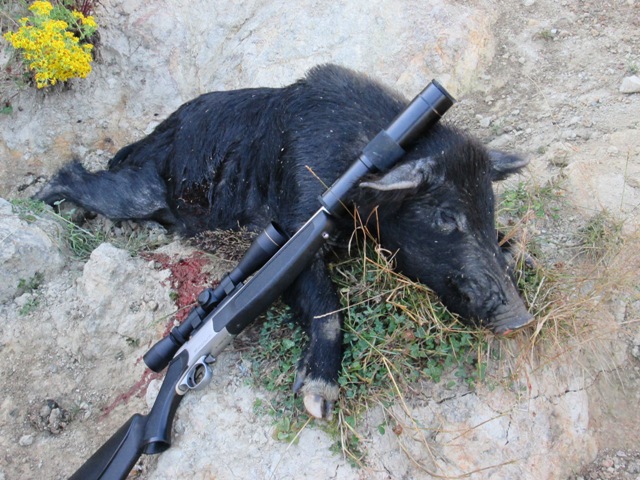 Name:  young boar .JPG
Views: 449
Size:  149.8 KB