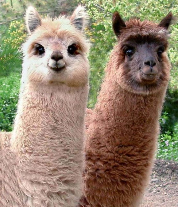 Name:  l-Who-said-llamas-couldnt-be-cute..jpg
Views: 2293
Size:  319.9 KB