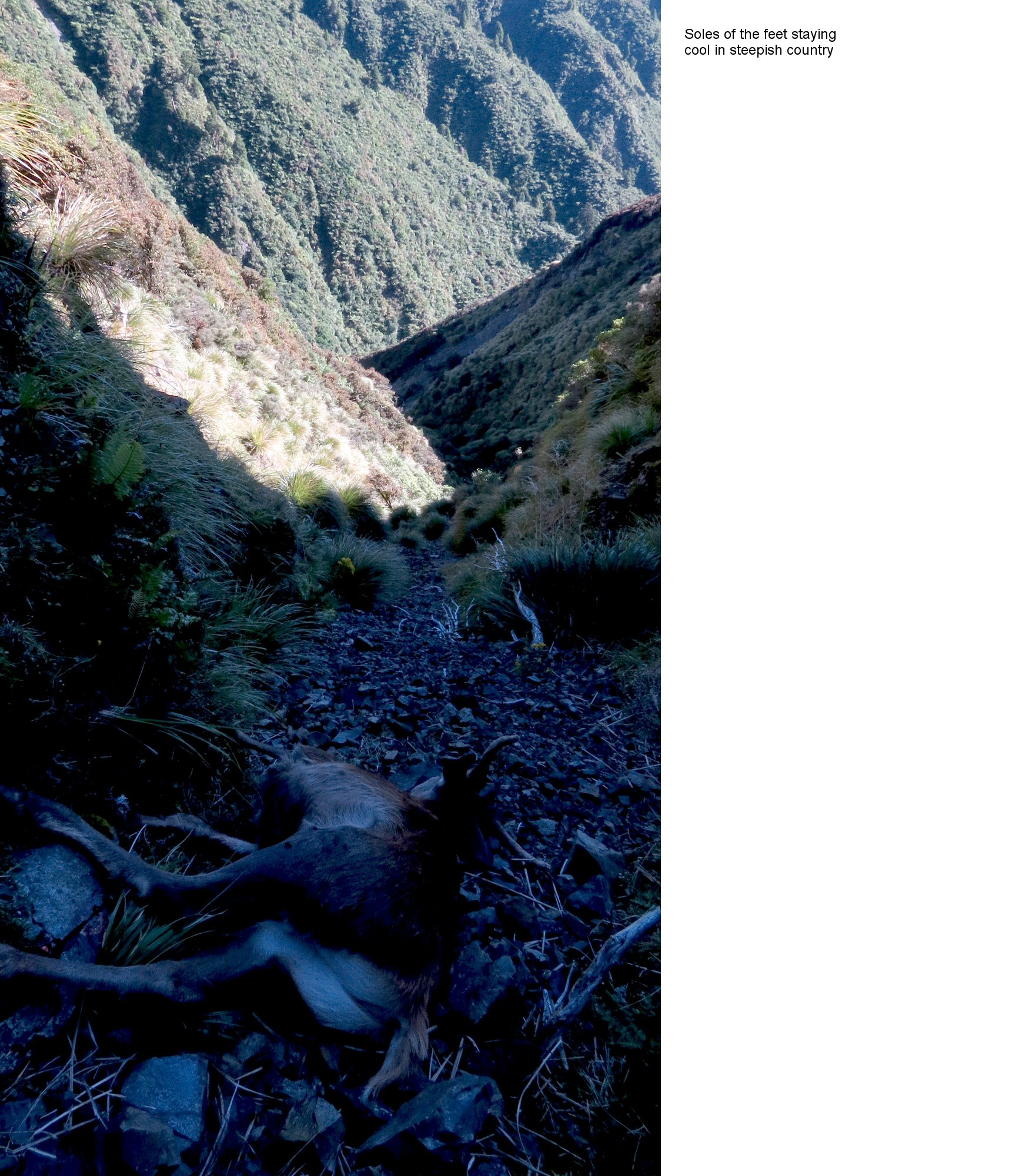 Name:  carcass view down the gully III.jpg
Views: 385
Size:  622.7 KB