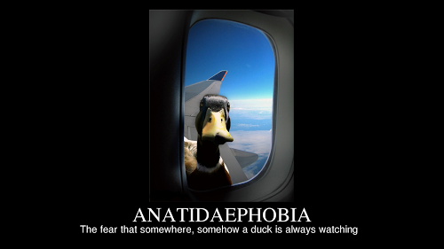Name:  Anatidaephobia.png
Views: 586
Size:  58.3 KB