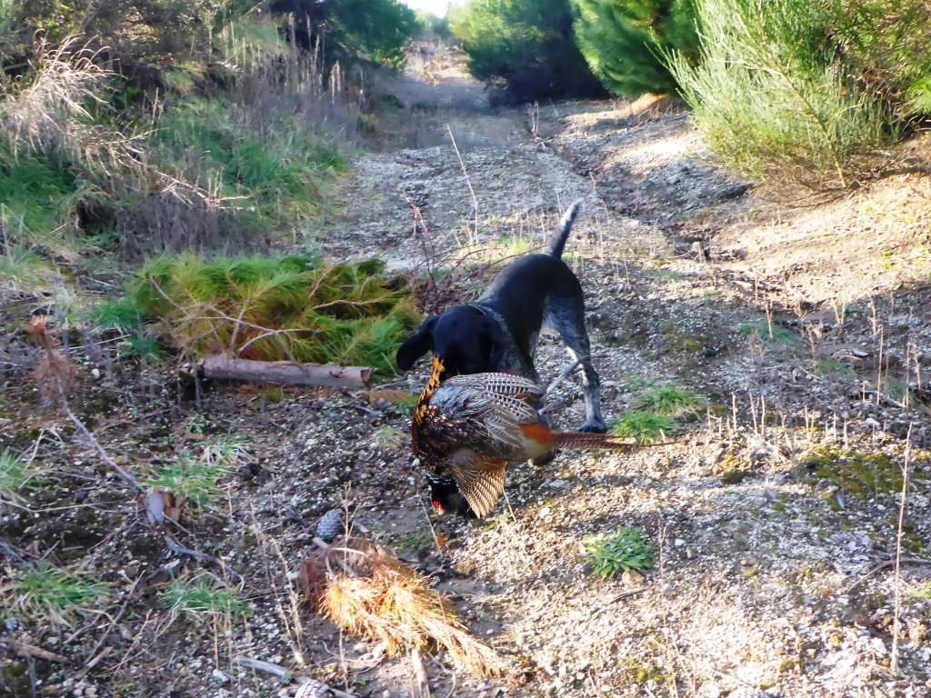 Name:  Thor learns to carry Burls pheasant comp P1000503.JPG
Views: 183
Size:  229.3 KB