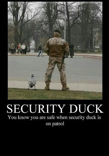 Name:  security duck.jpg
Views: 157
Size:  25.3 KB
