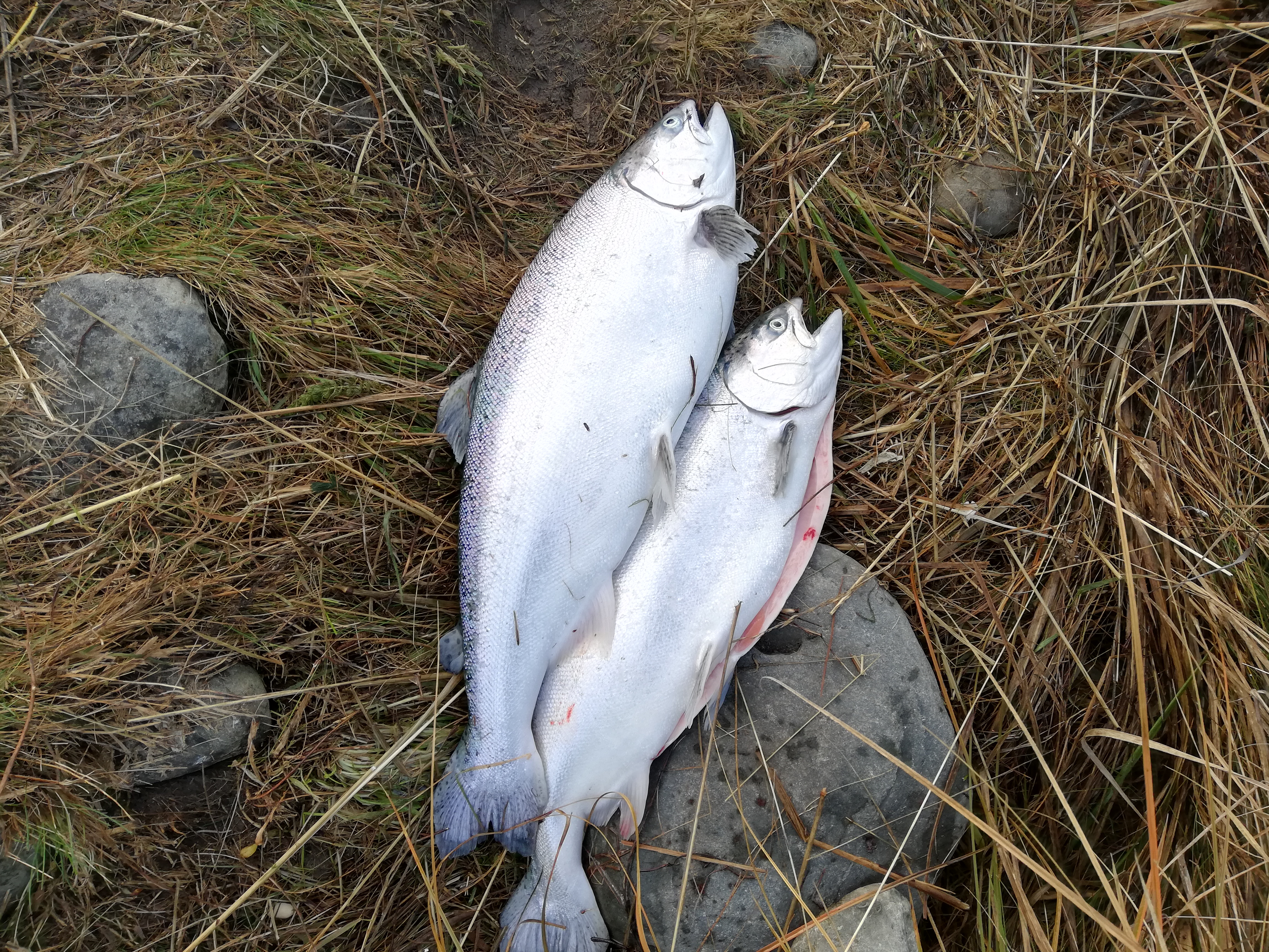 Name:  6 and 9 lb canal salmon.jpg
Views: 371
Size:  7.27 MB