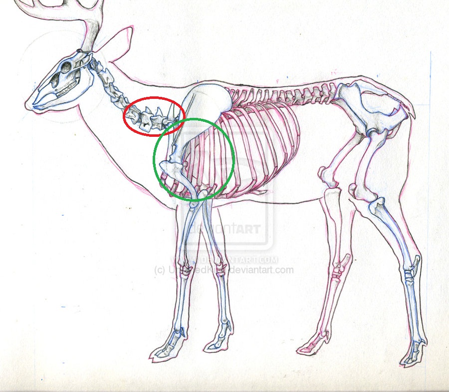 Name:  14410d1379368173-neckshot-placement-deer-skeleton4.jpg
Views: 196
Size:  183.3 KB