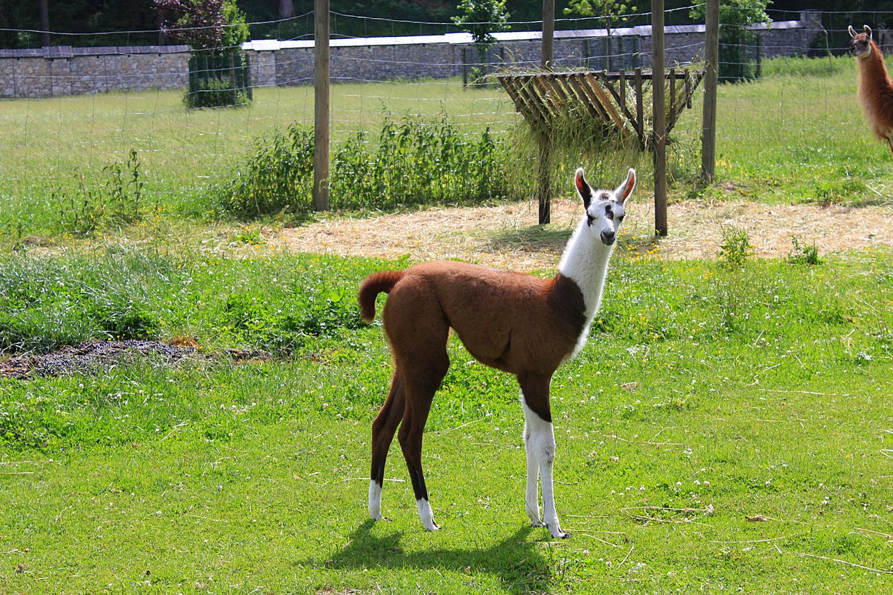 Name:  young llama.jpg
Views: 172
Size:  454.7 KB