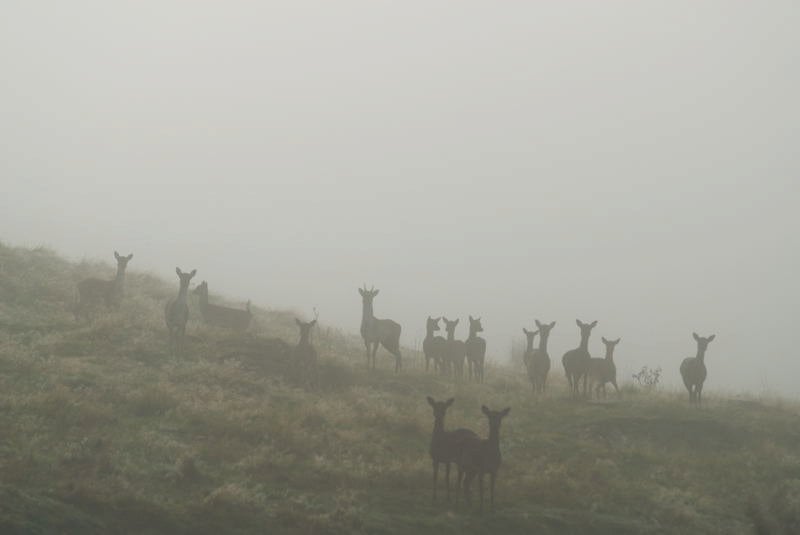 Name:  deer mist.jpg
Views: 578
Size:  19.3 KB