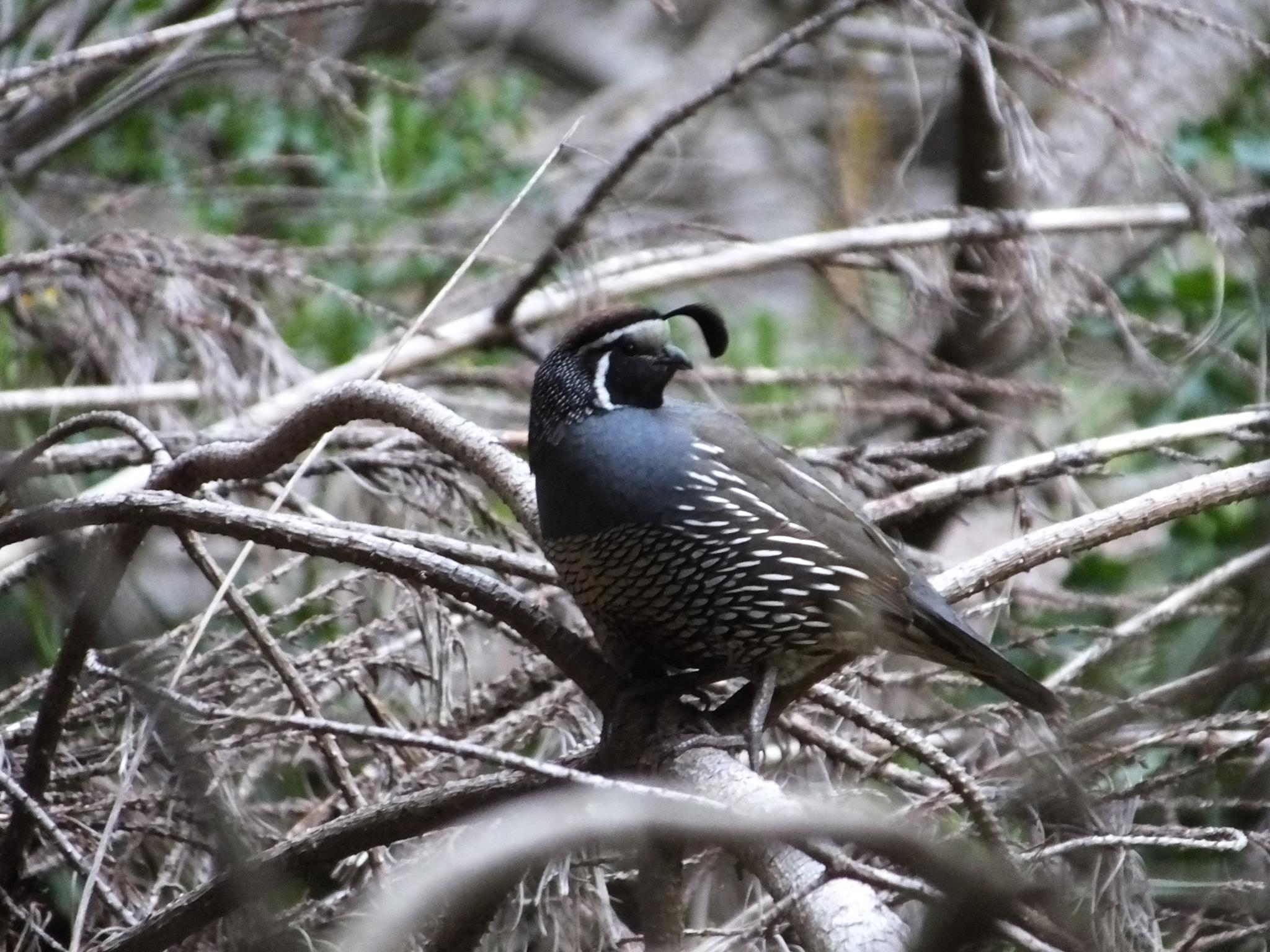 Name:  quail.jpg
Views: 1554
Size:  363.0 KB