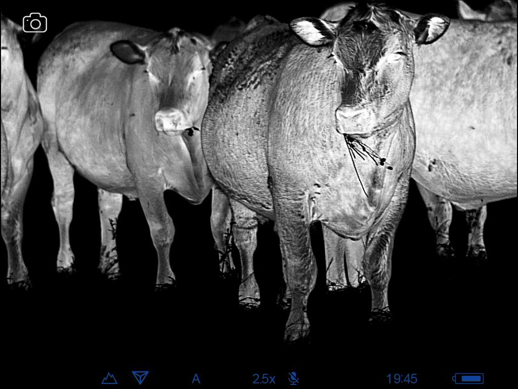 Name:  20 month steers.jpg
Views: 641
Size:  125.1 KB