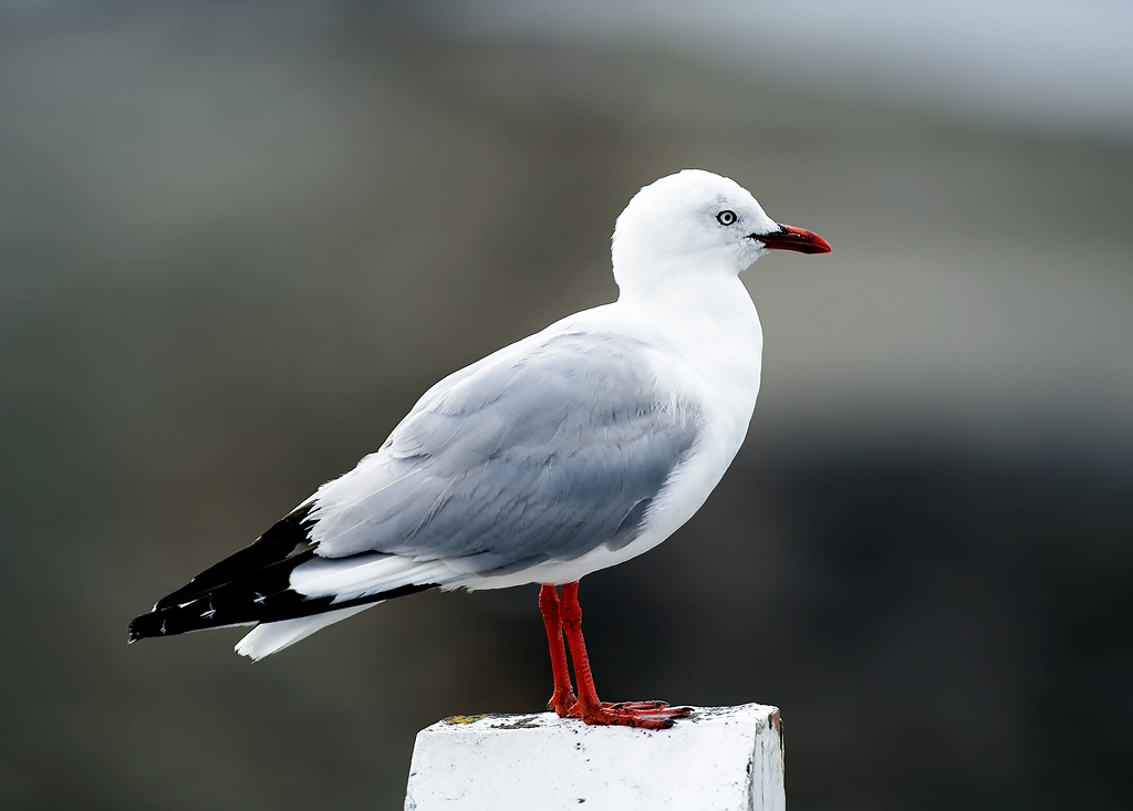 Name:  Seagull-copy.jpg
Views: 1443
Size:  283.8 KB