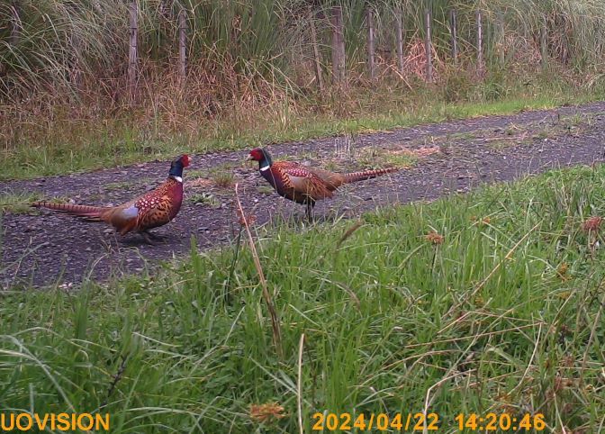 Name:  pheasants.JPG
Views: 158
Size:  109.1 KB