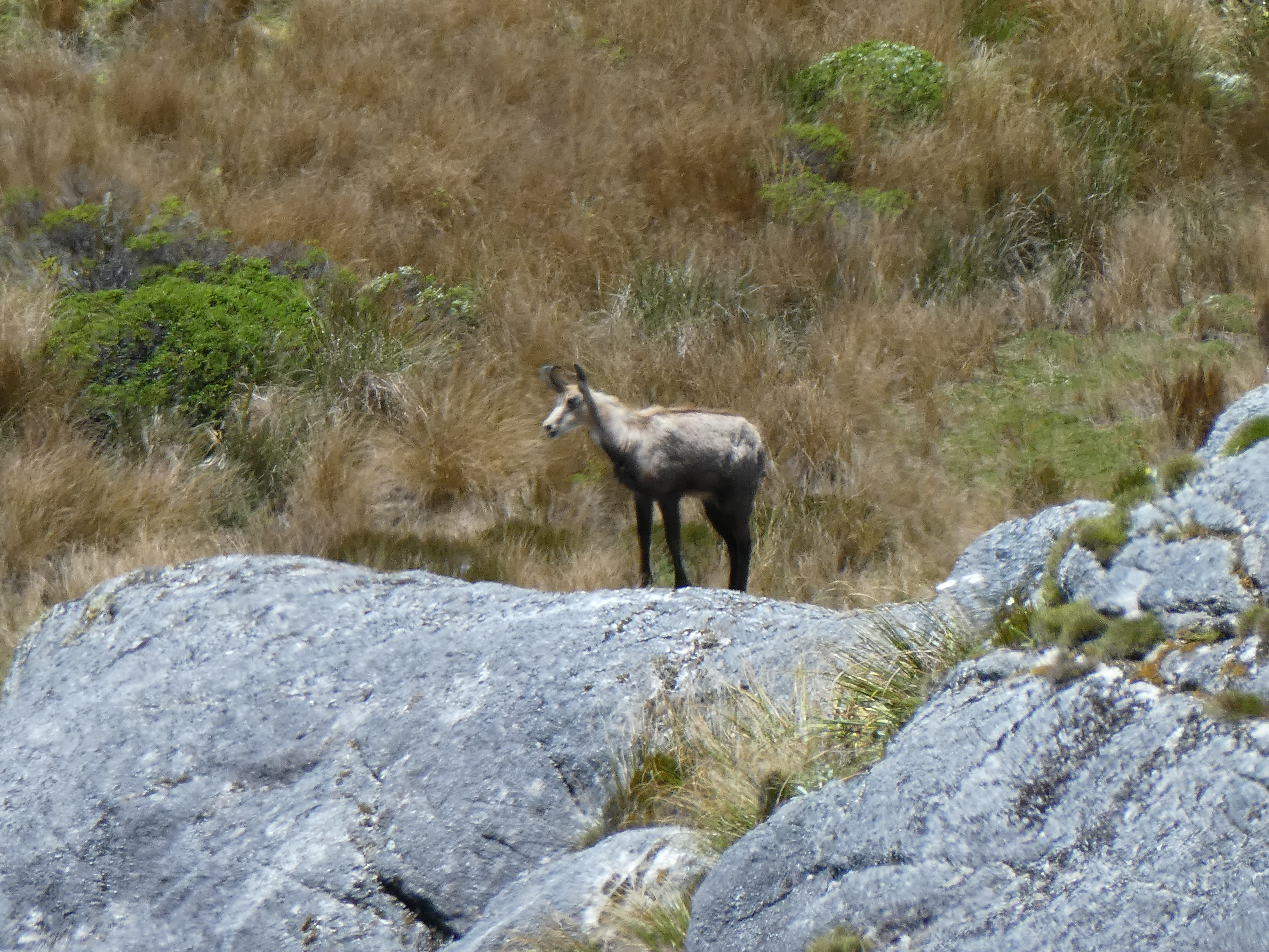 Name:  Chamois 3.JPG
Views: 606
Size:  8.59 MB