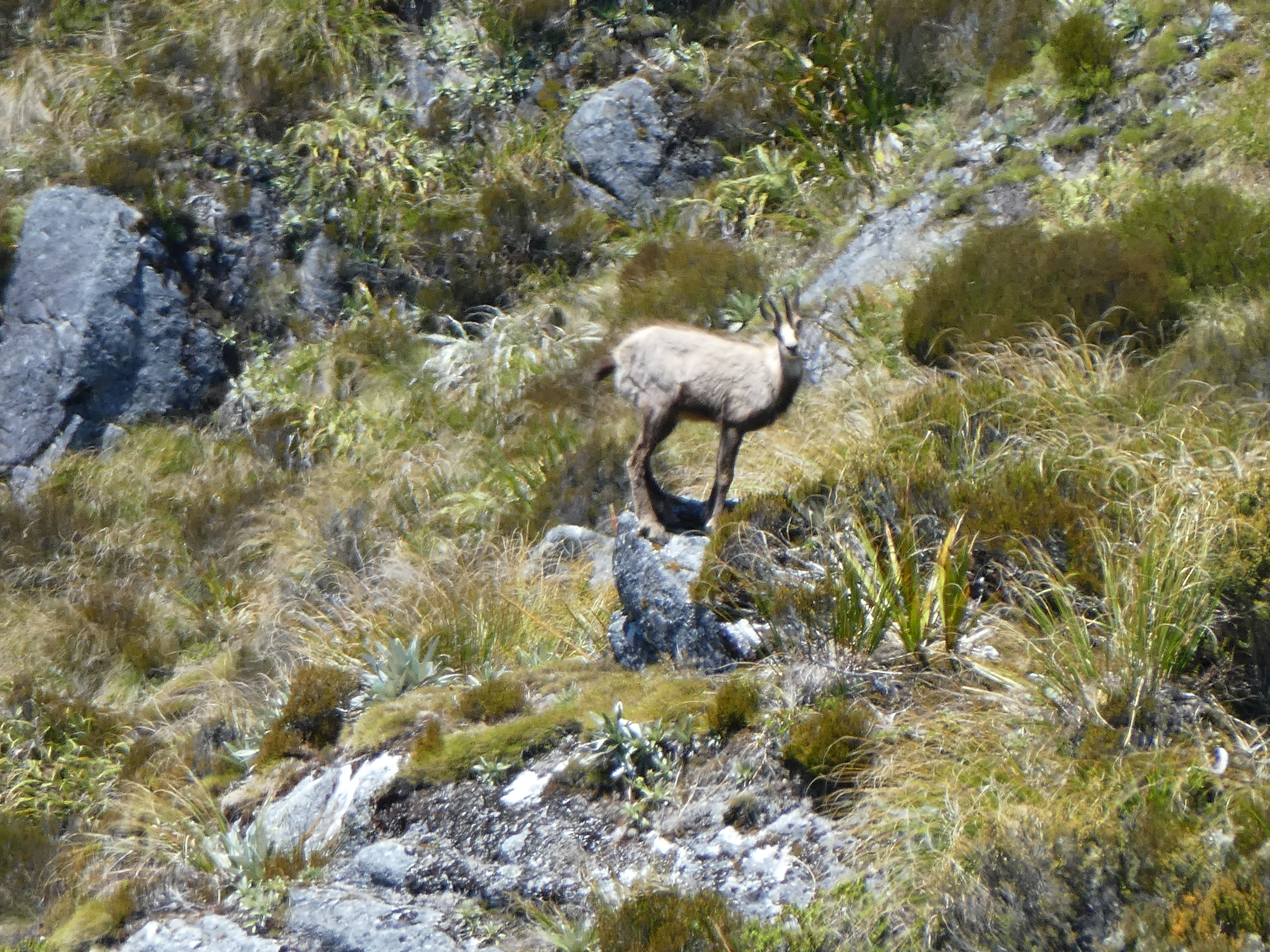 Name:  Chamois 4.JPG
Views: 94
Size:  9.25 MB