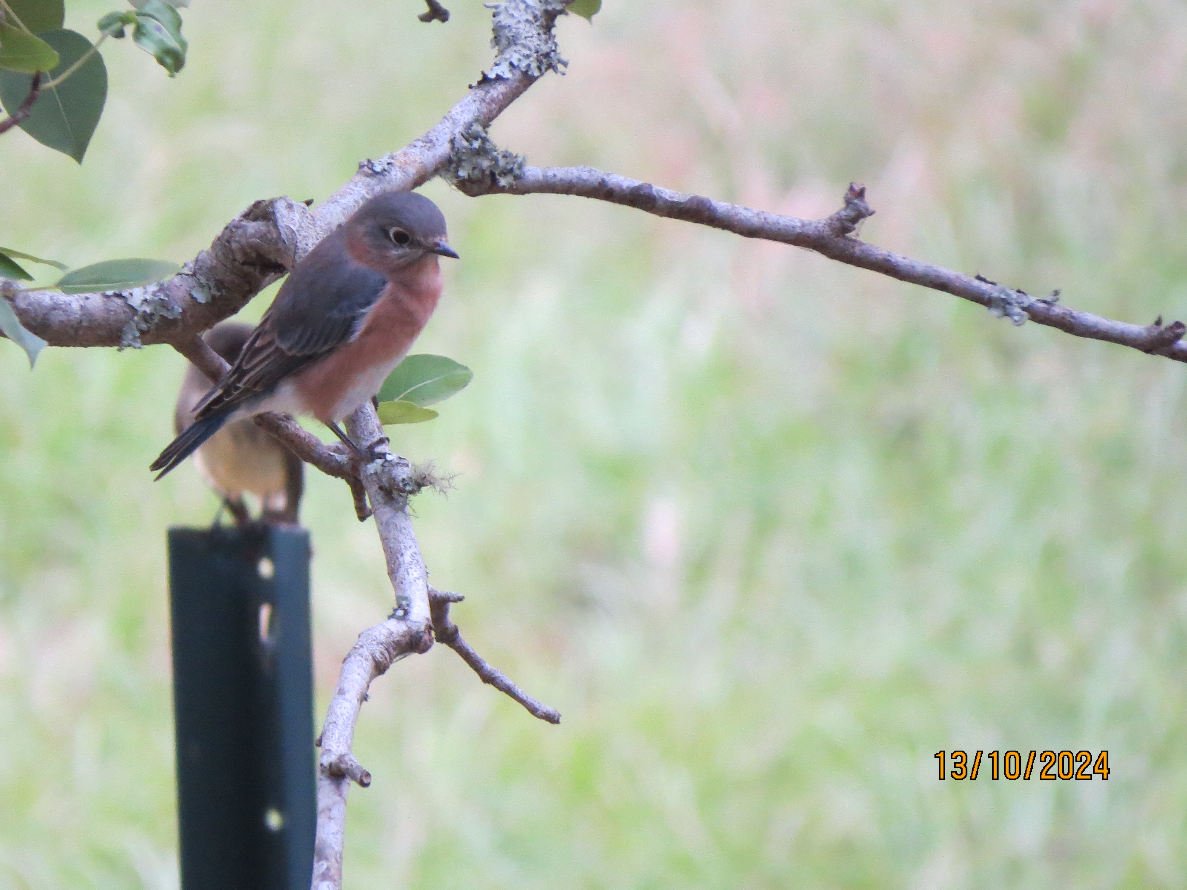 Name:  IMG_3235.JPG
Views: 16
Size:  2.58 MB