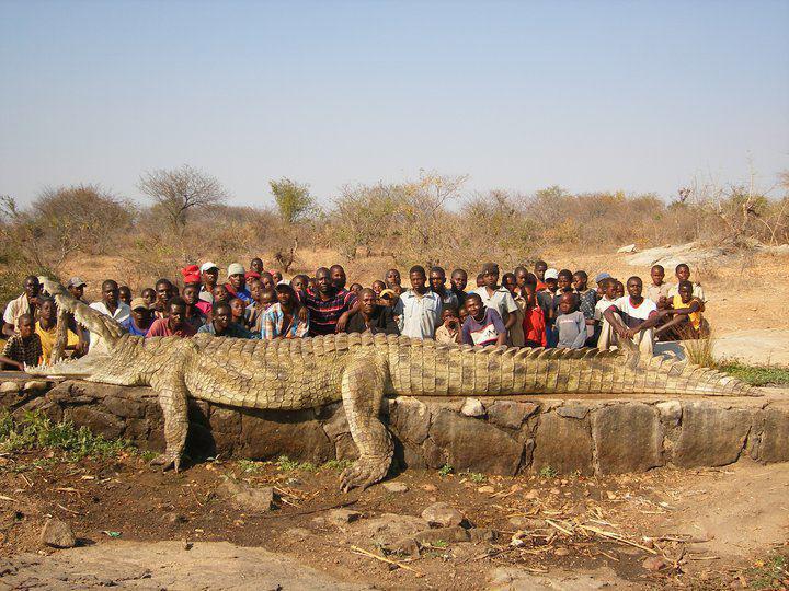 Name:  Saltwater Croc - Large.jpg
Views: 662
Size:  93.7 KB