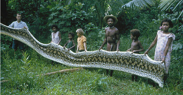 Name:  Python Killed By Agta People of Phillipines 2.jpg
Views: 925
Size:  83.1 KB