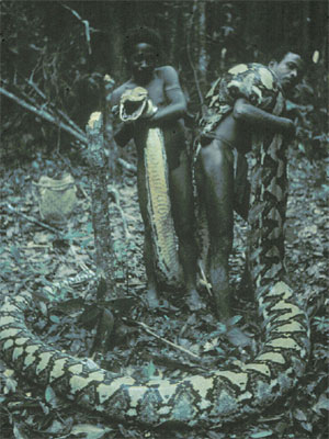 Name:  Python Killed By Agta People of Phillipines 1.jpg
Views: 317
Size:  40.1 KB