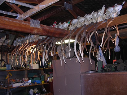 Name:  Antlers 003.jpg
Views: 167
Size:  74.8 KB