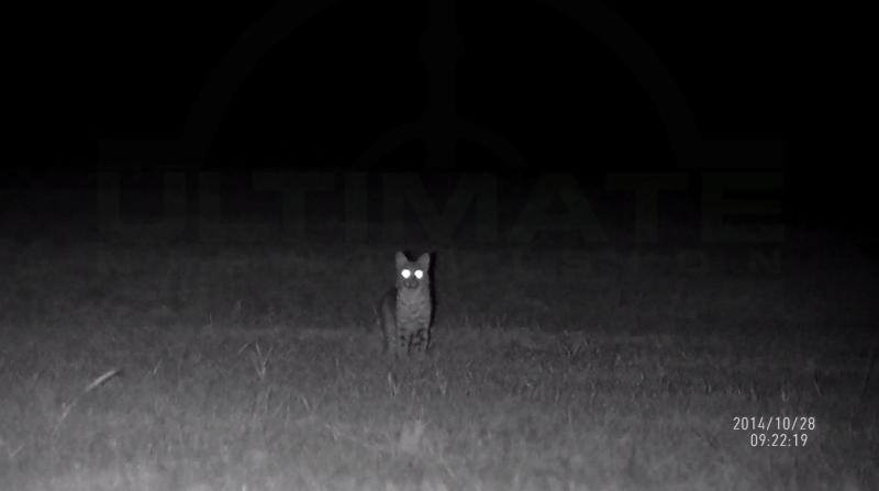 Name:  Bobcat 100 yards with IR-5x.jpg
Views: 676
Size:  16.9 KB