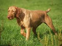 Name:  wire haired vizsla.png
Views: 285
Size:  59.2 KB