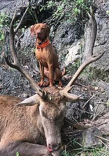 Name:  Red Stag Down & Dog Small.jpg
Views: 605
Size:  32.0 KB